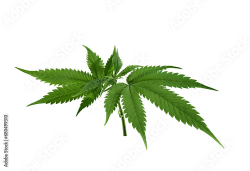 Hemp leaf cut out on transparent background. Marijuana, cannabis leaf for design.