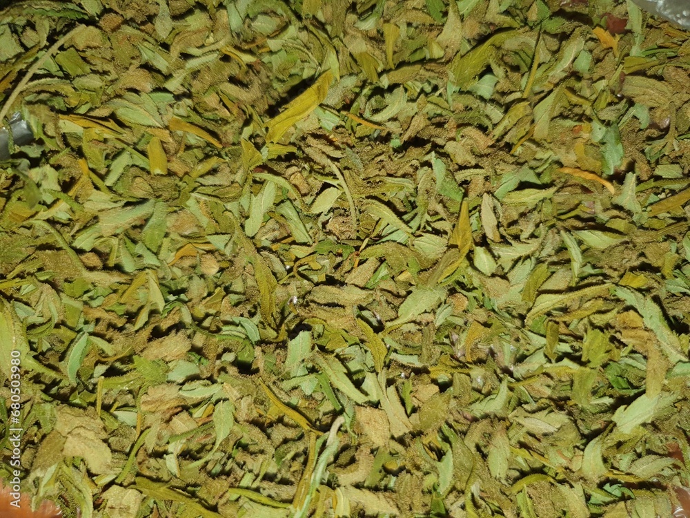 Cannabis leaf texture macro side view.