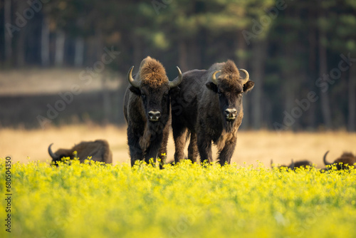 European bison - Bison bonasus in the Knyszyńska Forest (Poland) photo