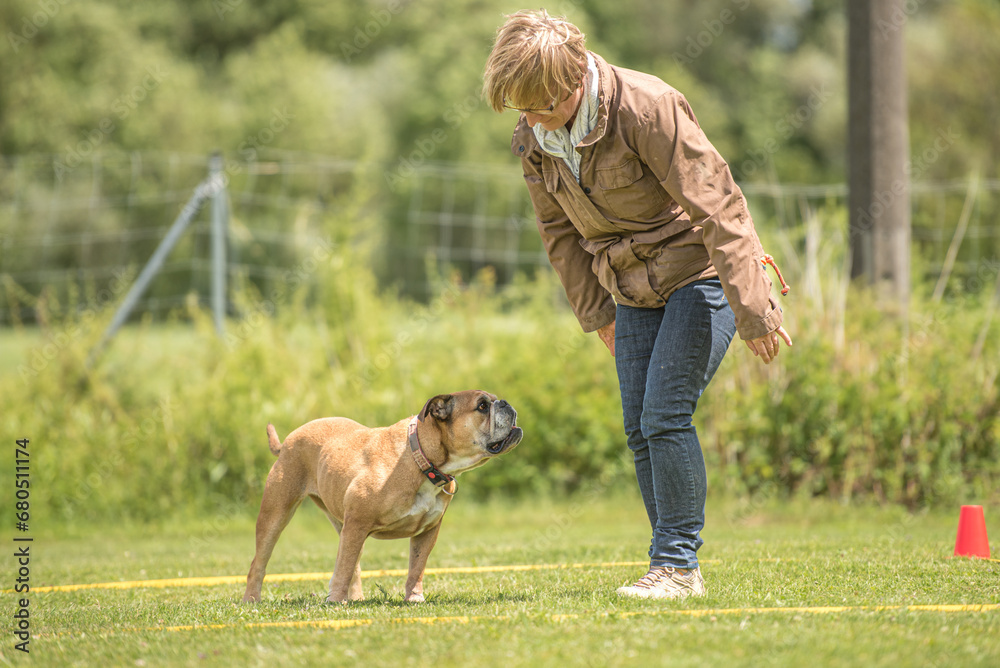 Fun and enjoy sport training with a attentive Continental bulldogg. Owner and dog in the park while working Fun and enjoy sport training with a attentive Continental bulldogg. Owner and dog in the park while working