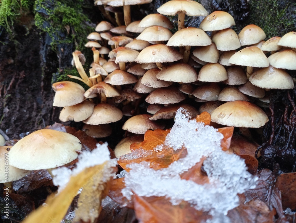 Wood mushrooms on an old stump. In the foreground is the first snow. Fungi are parasites on trees. The topic of collecting mushrooms in the forest. Autumn theme. Wood mushrooms on an old stump. In the foreground is the first snow. Fungi are parasites on trees. The topic of collecting mushrooms in the forest. Autumn theme.