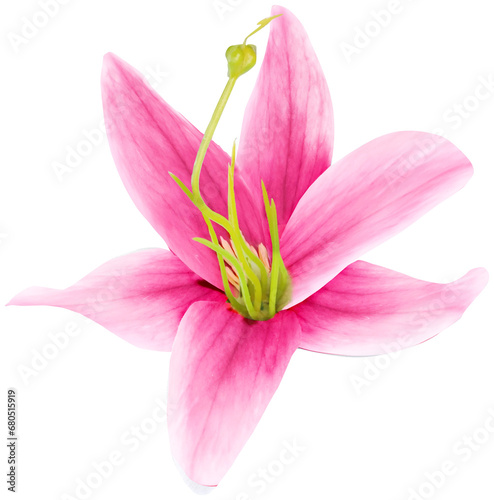 ISOLATED YELLOW FLOWER. BEAUTIFUL FLOWER WITH HINTS OF PINK AND AROMA OF VANILLA AND FRESH AND CLEAN GARDEN.
