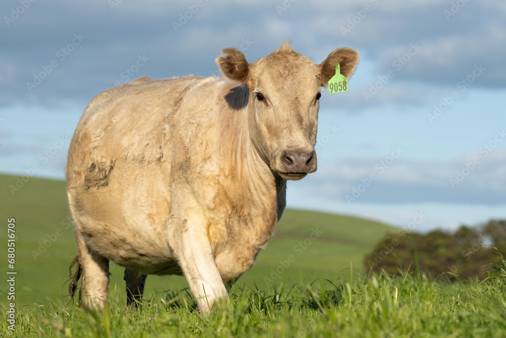 Australian cows grazing in a field on pasture. close up of a white murray grey cow eating grass in a paddock in springtime in australia Australian cows grazing in a field on pasture. close up of a white murray grey cow eating grass in a paddock in springtime in australia