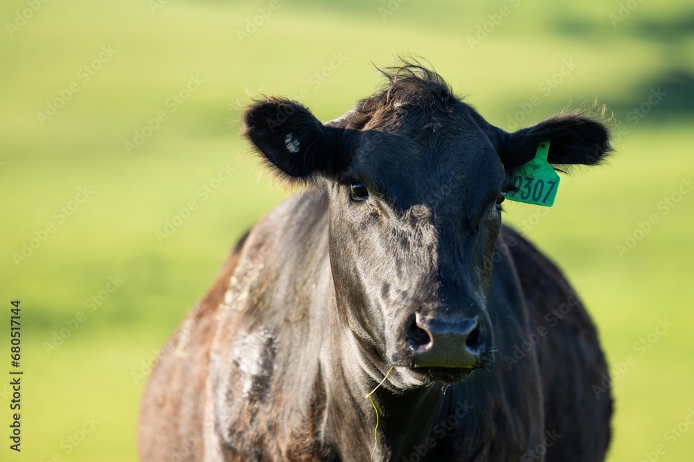 Fototapeta premium black angus cow portrait on a farm in australia