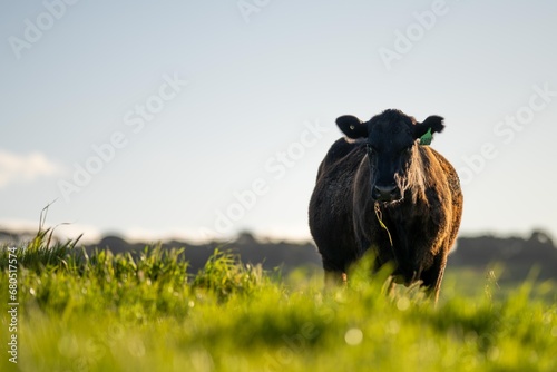 Australian wagyu cows grazing in a field on pasture. close up of a black angus cow eating grass in a paddock in springtime in australia photo