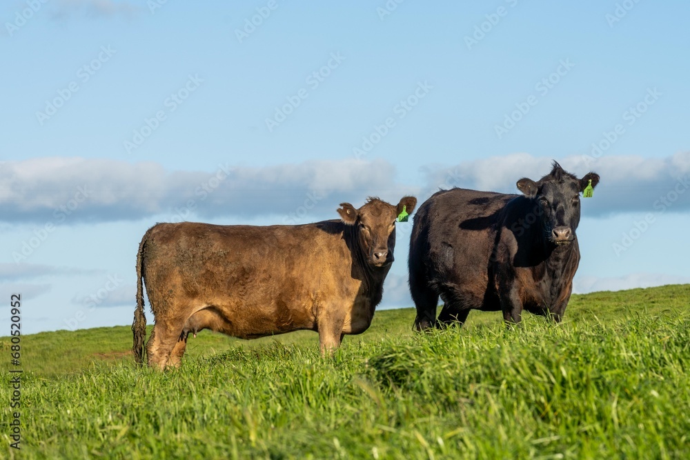 livestock cow in a field on a farm