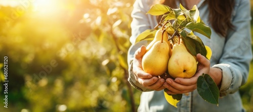 Ripe pears in woman hands on the green garden background photo