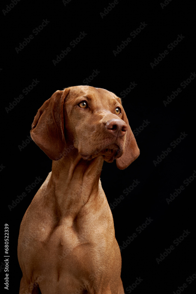 An attentive Vizsla dog gazes into the distance, its sleek golden coat standing out against a stark black background