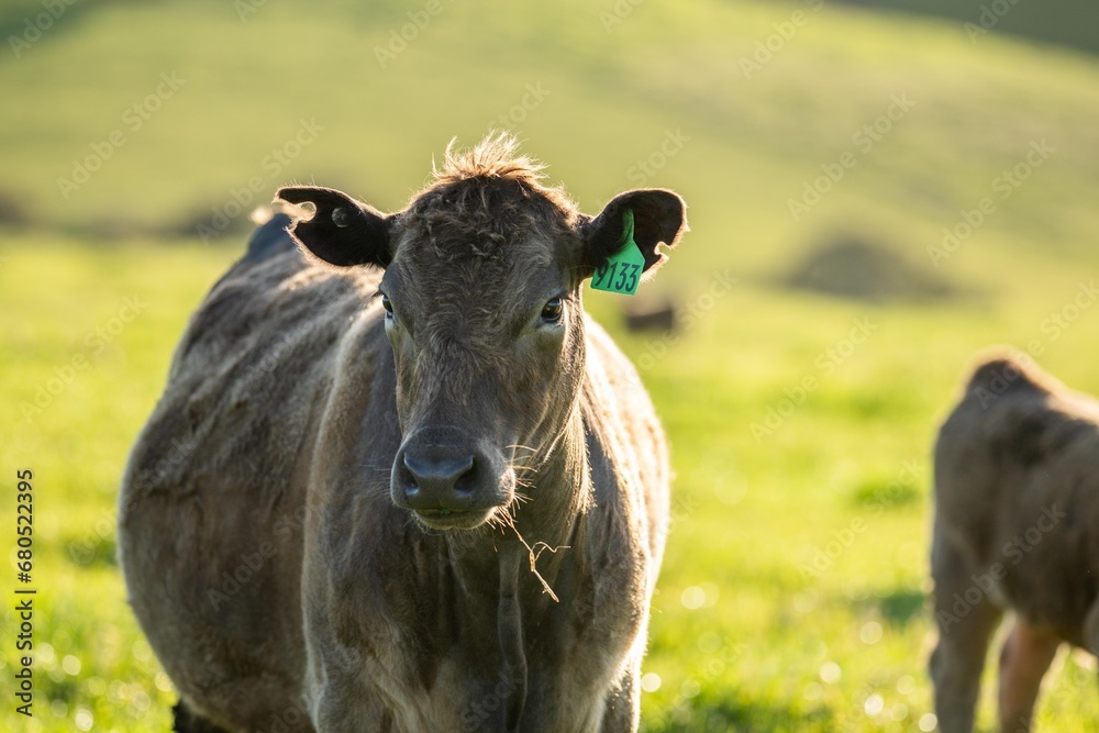 brown cow in a field on green grass