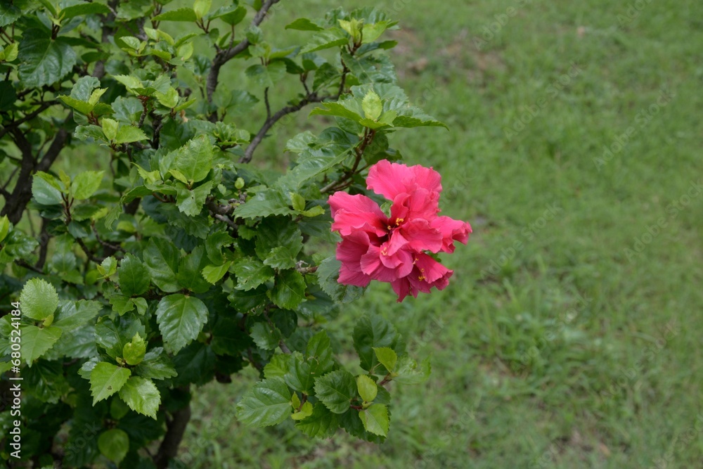 pink flowers in the garden