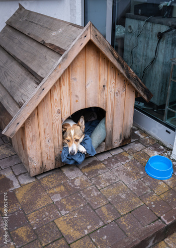 A stray dog rests in a wooden kennel with a blue blanket, next to a storefront in the background.