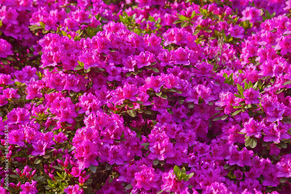 rhododendron shrubs in bloom with pink flowers in the garden