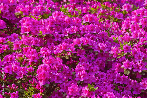 rhododendron shrubs in bloom with pink flowers in the garden photo