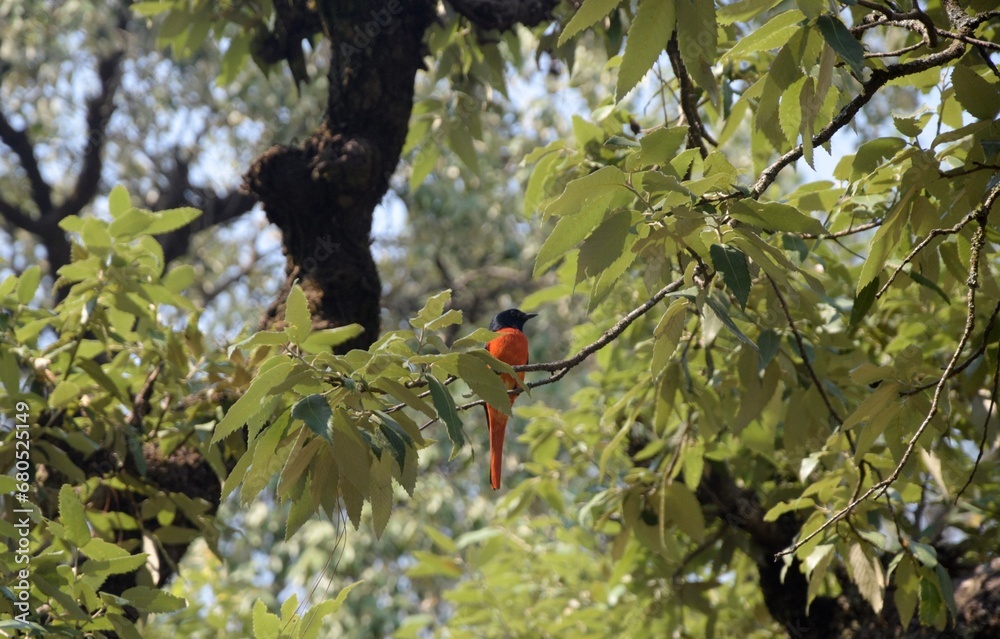 long tailed minivet on a tree at Uttarakhand long tailed minivet on a tree at Uttarakhand