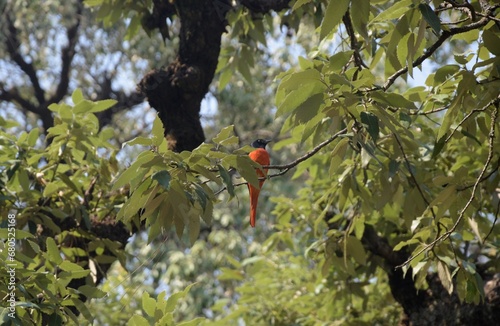 long tailed minivet on a tree at Uttarakhand  photo