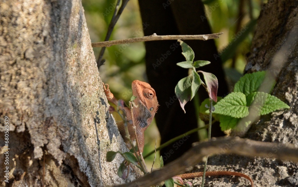 cute chameleon 