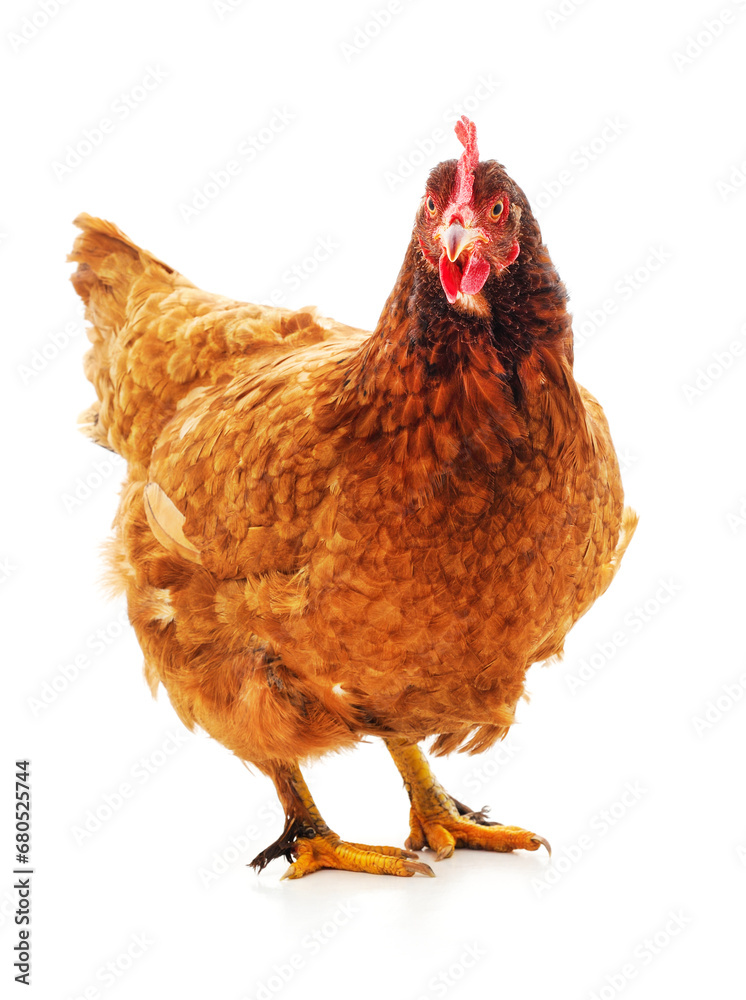 Fototapeta premium One red chicken.