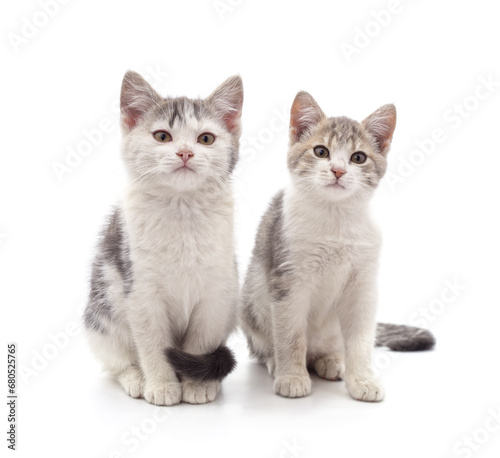 Fototapeta Naklejka Na Ścianę i Meble -  Two beautiful cats.