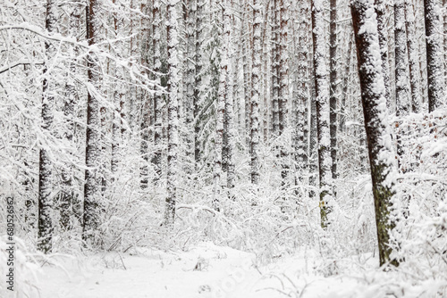 winter forest landscape after heavy snowfall © szczepank