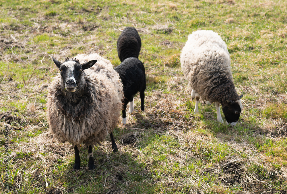 Three sheep, black and white, are grazing in a field with trees and bushes in the background. One sheep looks at the camera in surprise. Three sheep, black and white, are grazing in a field with trees and bushes in the background. One sheep looks at the camera in surprise.