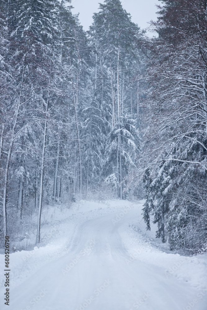 Naklejka premium winter forest landscape after heavy snowfall