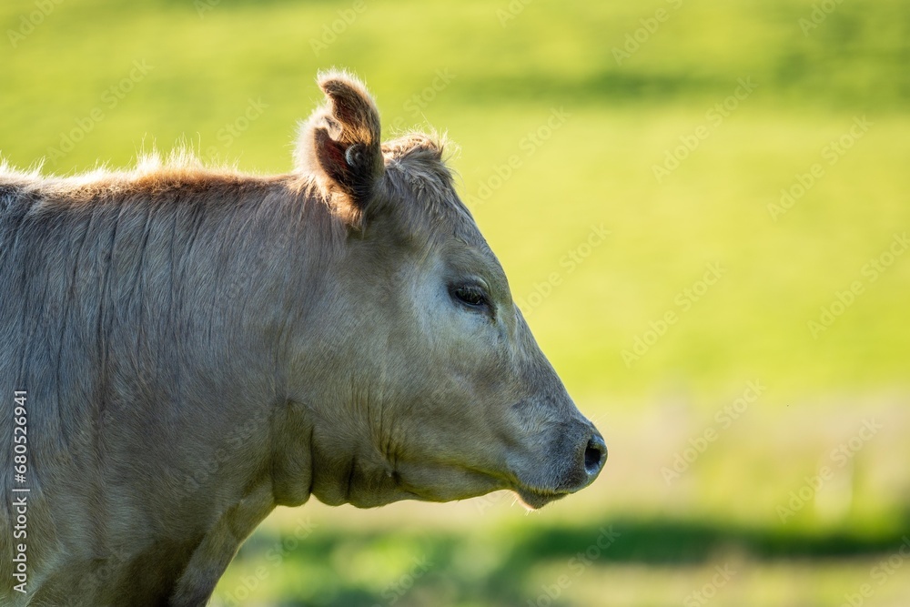 portrait of a Australian wagyu cows grazing in a field on pasture. close up of a black angus cow eating grass in a paddock in springtime in australia portrait of a Australian wagyu cows grazing in a field on pasture. close up of a black angus cow eating grass in a paddock in springtime in australia