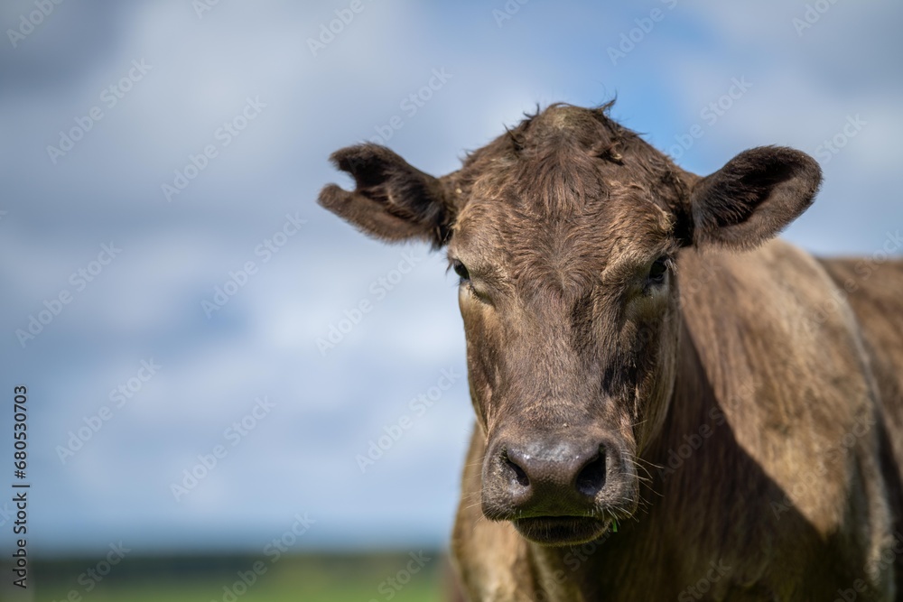 portrait of a Australian wagyu cows grazing in a field on pasture. close up of a black angus cow eating grass in a paddock in springtime in australia portrait of a Australian wagyu cows grazing in a field on pasture. close up of a black angus cow eating grass in a paddock in springtime in australia