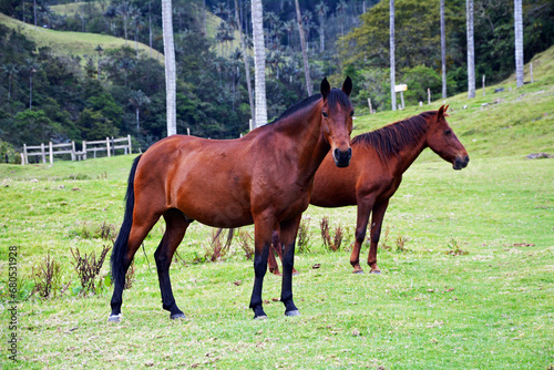 Freilaufende Pferde im Cocora Tal, Kolumbien