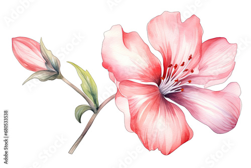 Beautiful Single Flower Watercolor Illustration On Transparent Background