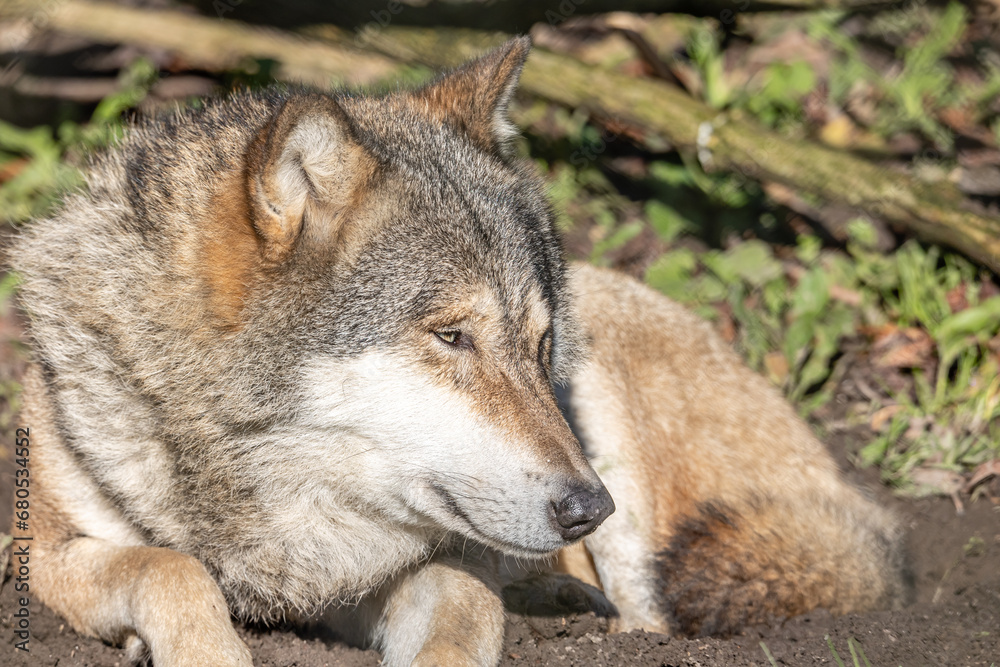 Fototapeta premium Wolf Laying Down