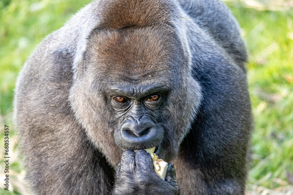 Gorilla Eating