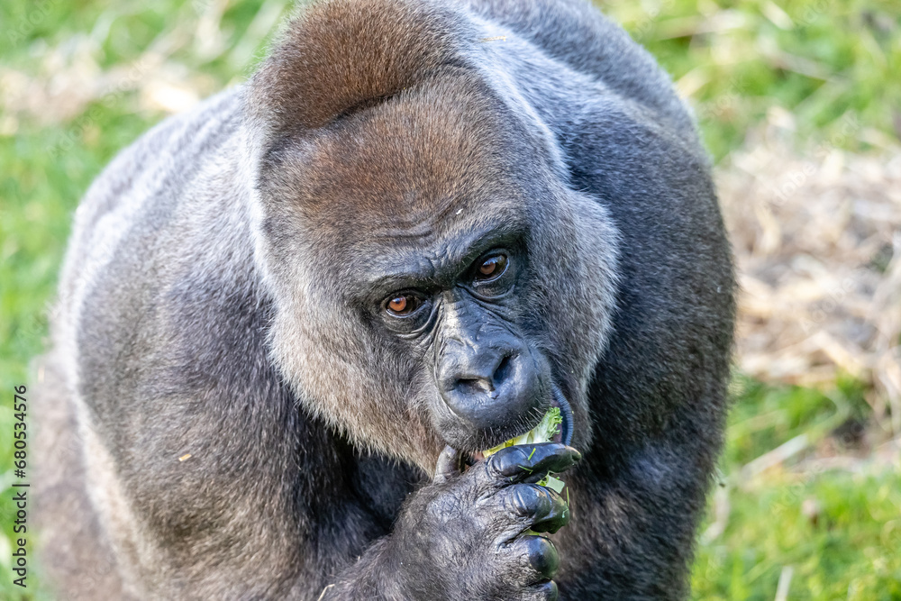 Obraz premium Gorilla Feeding