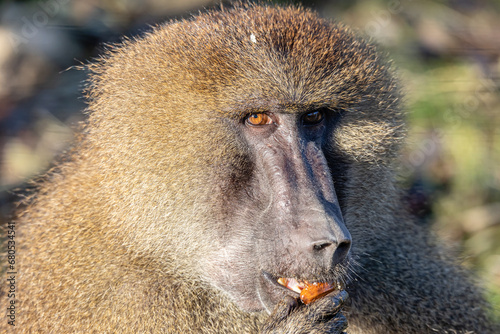 Baboon Feeding photo