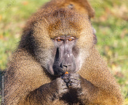 Obraz na płótnie Baboon Feeding