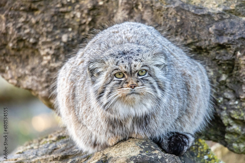 Pallas Cat
