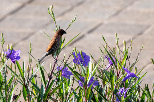 The scaly breasted munia or spotted munia perching on branch, Lonchura punctulata, known as nutmeg mannikin or spice finch, is a sparrow sized estrildid finch  photo