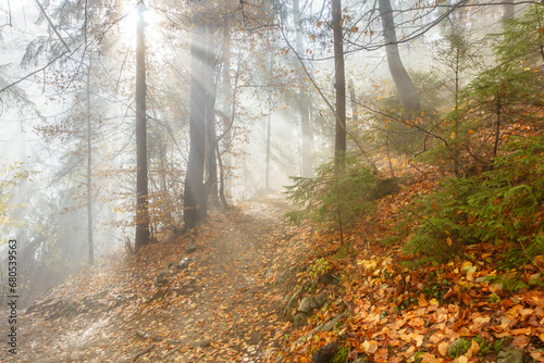 Waldwanderweg im Morgennebel im herbstlichen Laubwald