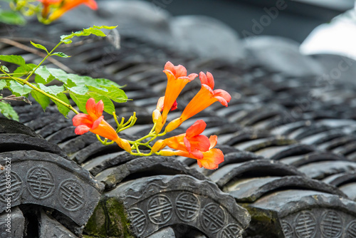 Chinese trumpet vine (Campsis grandiflora). The bokeh background is PanLong Temple in Panlong  QingPu Shanghai China. It is one of China's ancient water towns. 