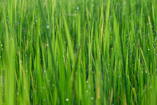 Soft light green rice leaves concept. Soft light green background image. Organic rice. Thai jasmine rice.