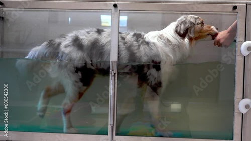 Australian Shepherd dog, herding breed, at physiotherapy or physical therapy running on the water treadmill