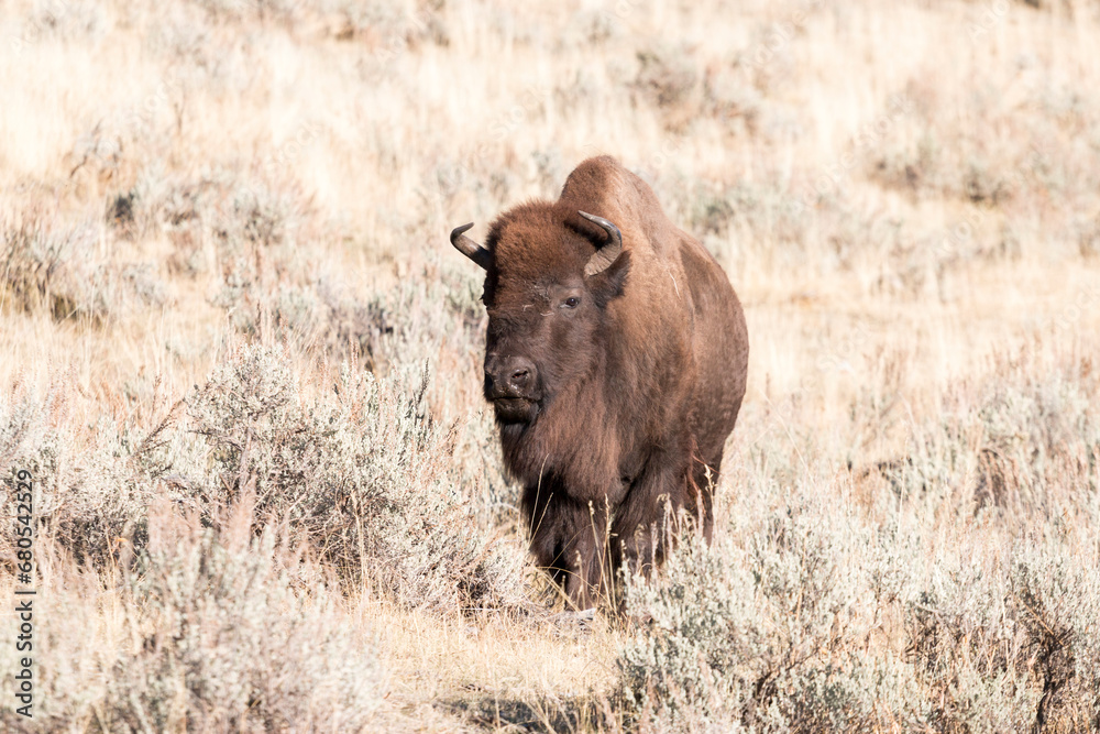 American bison in Lamar Valley, Yellowstone National Park, Wyoming, USA American bison in Lamar Valley, Yellowstone National Park, Wyoming, USA