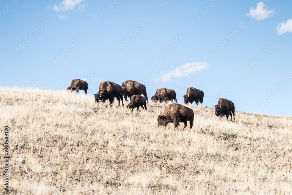 a herd of bison grazing on the hillside on a sunny autumn day, Yellowstone National Park, Wyoming, USA