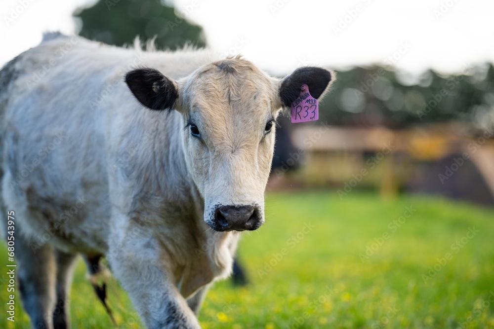 Australian wagyu cows grazing in a field on pasture. close up of a black angus cow eating grass in a paddock in springtime in australia Australian wagyu cows grazing in a field on pasture. close up of a black angus cow eating grass in a paddock in springtime in australia