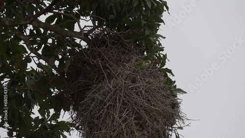 breeding colony of monk parakeets, Myiopsitta monachus, also Quaker parrot at their sociable nest in a tropical tree along the Transpantaneira in the swamps of the Pantanal wetlands, Brazil. photo