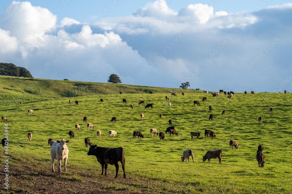 australian farming landscape in springtime with angus and murray grey cows growing beef cattle australian farming landscape in springtime with angus and murray grey cows growing beef cattle