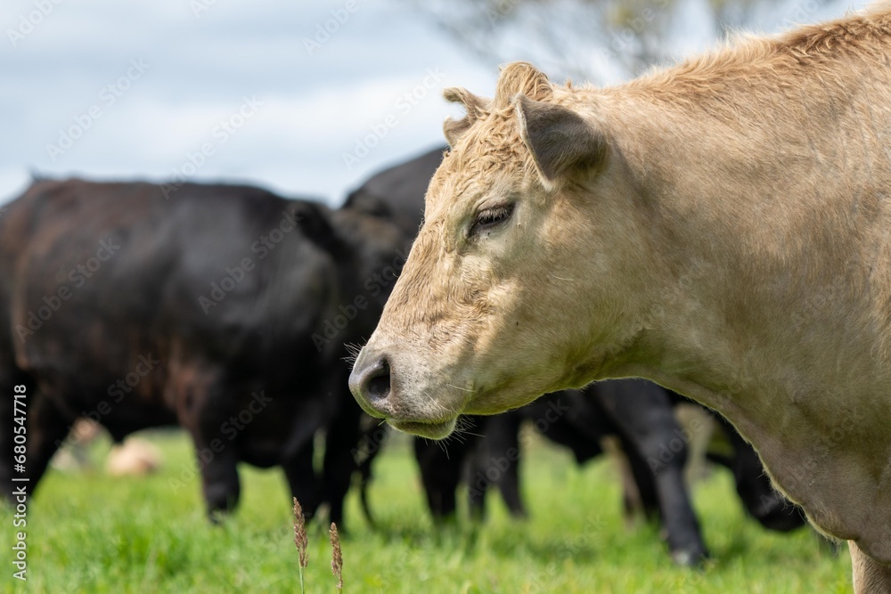 Australian cows grazing in a field on pasture. close up of a white murray grey cow eating grass in a paddock in springtime in australia Australian cows grazing in a field on pasture. close up of a white murray grey cow eating grass in a paddock in springtime in australia