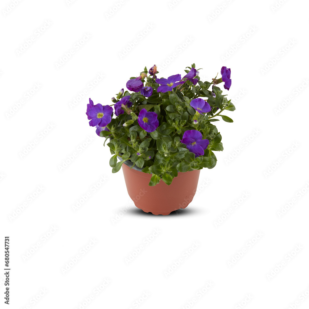 Decorative flowers in pots cut out isolated transparent background