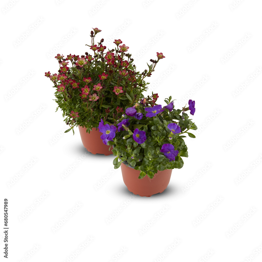 Decorative flowers in pots cut out isolated transparent background