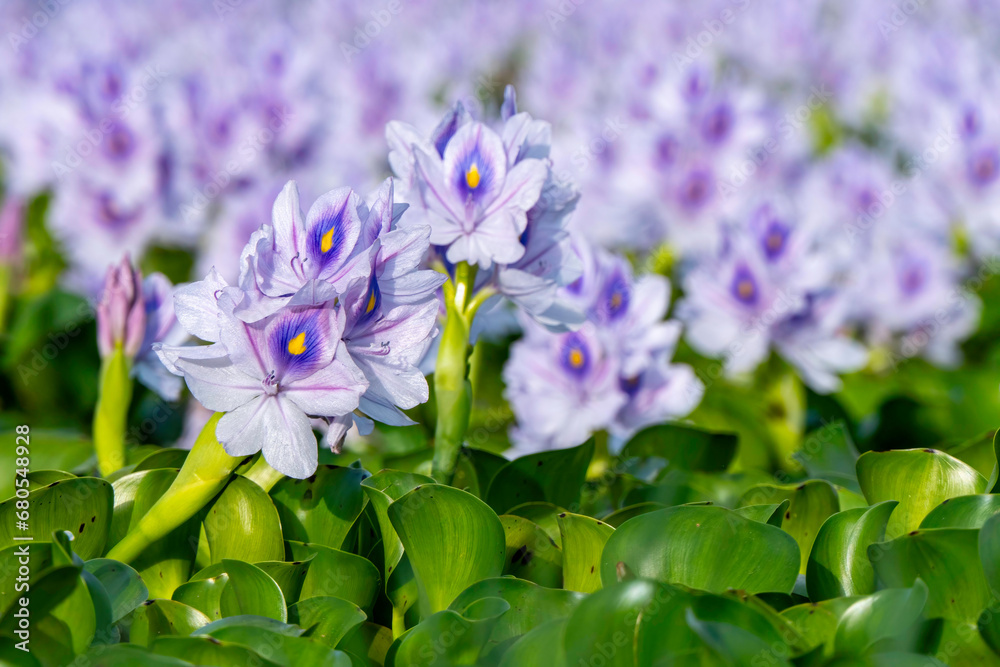 Common water hyacinth flowers from a little pond