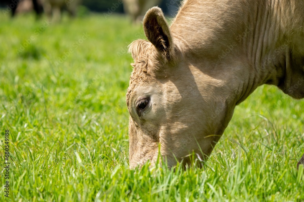 Fototapeta premium Australian cows grazing in a field on pasture. close up of a white murray grey cow eating grass in a paddock in springtime in australia